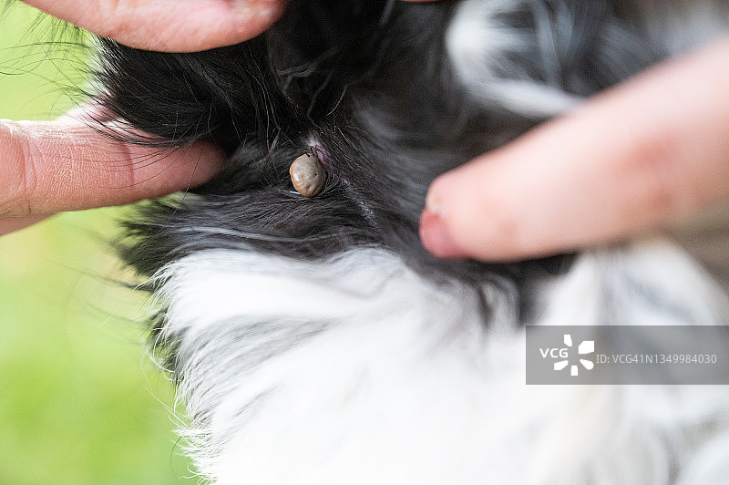 附着在狗皮肤上吸血的蜱虫，德国柏林图片素材