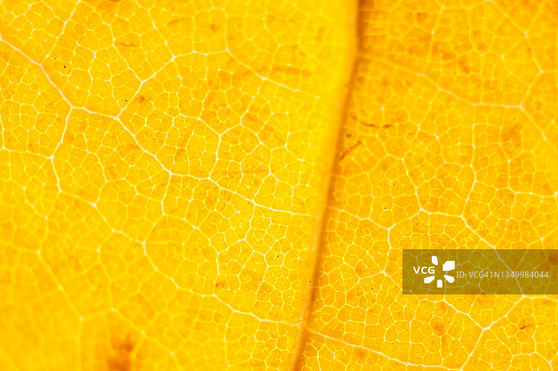 秋叶的微距照片图片素材