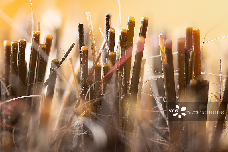 微距拍摄：梳子上的人的头发图片素材