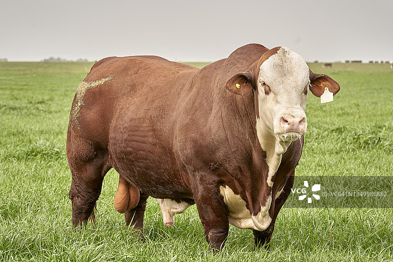 田野中美丽的婆罗福·布兰格斯种公牛图片素材