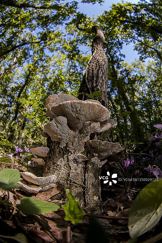 一组蘑菇图片素材