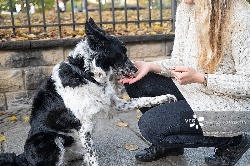 在街上舔主人手的边境牧羊犬图片素材