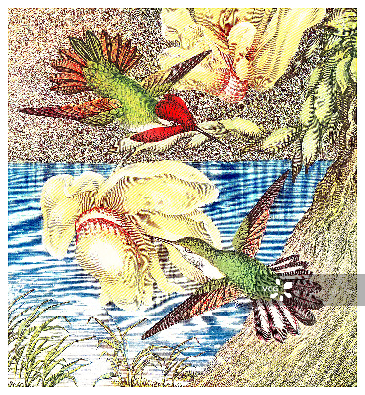 蜂鸟的彩色石印老式插图图片素材