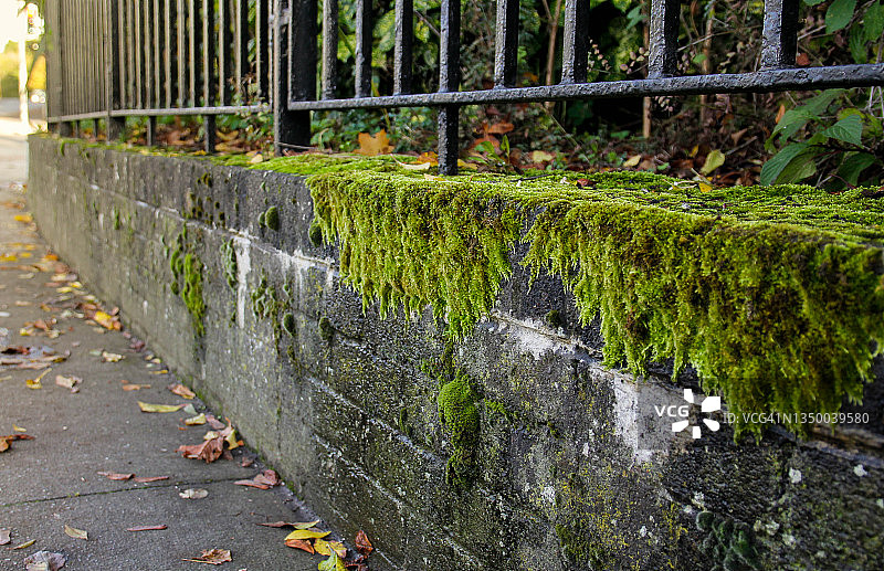 墙上的苔藓图片素材
