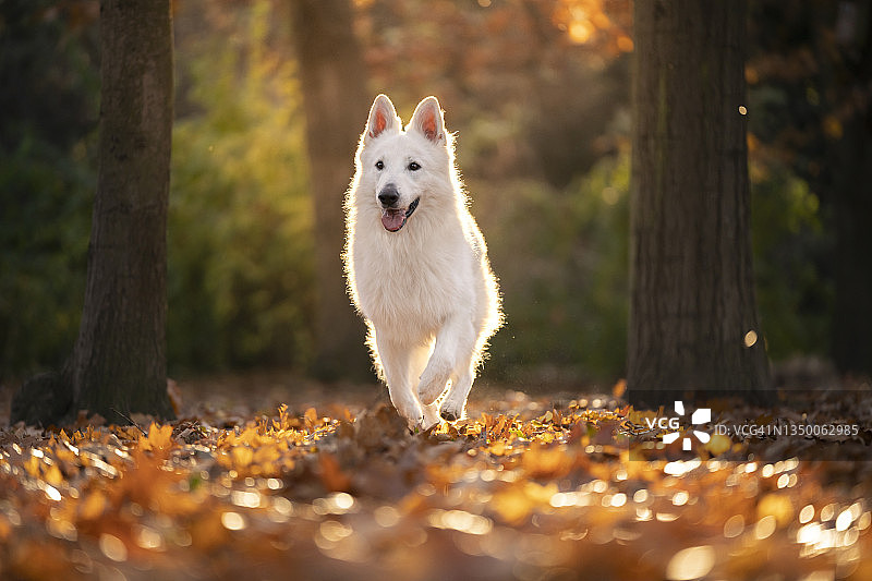 奔跑的瑞士牧羊犬图片素材