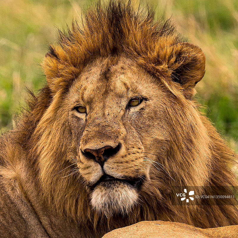 野外环境中的狮子图片素材