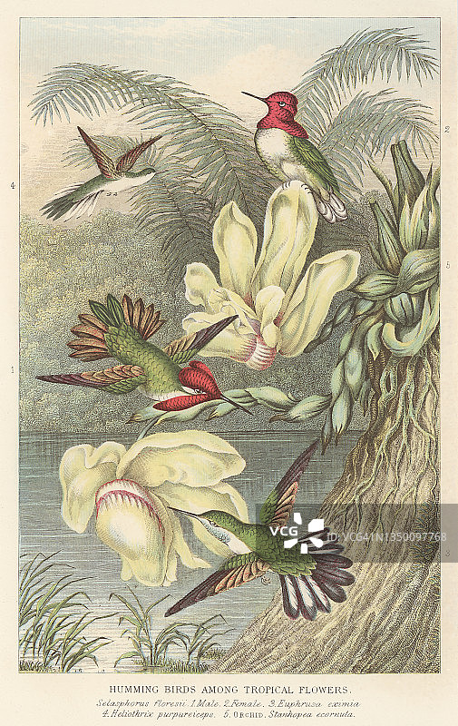 蜂鸟的彩色石印老式插图图片素材