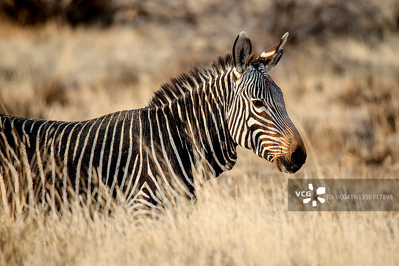 陆地动物-开普山斑马图片素材