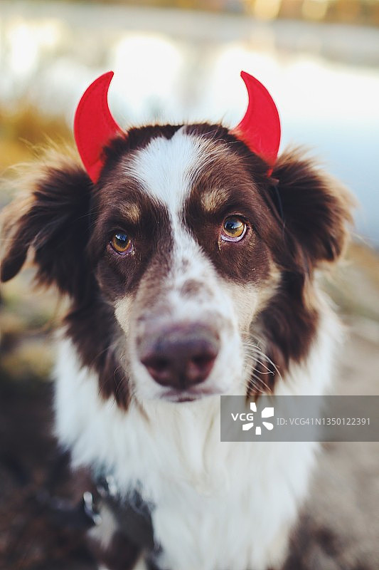 戴万圣节恶魔角的狗图片素材