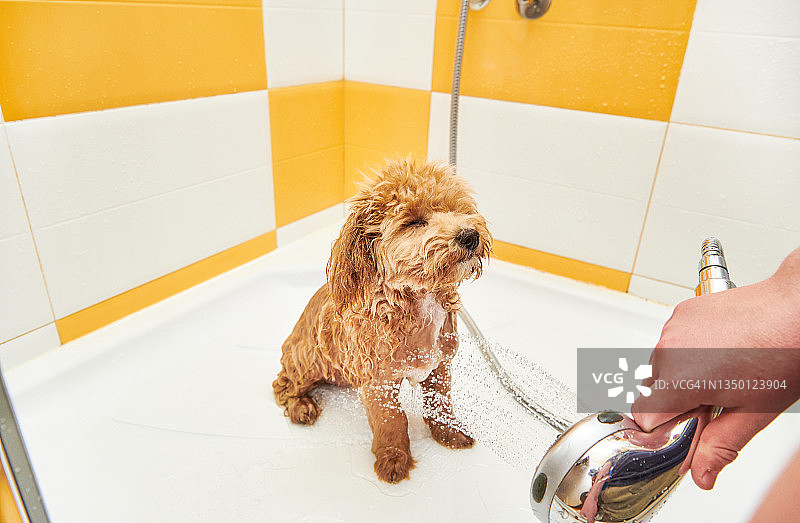 在淋浴中被年轻人宠爱的马尔济斯贵宾犬图片素材
