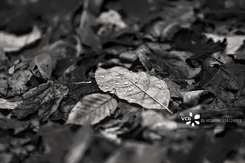 雨后的落叶图片素材