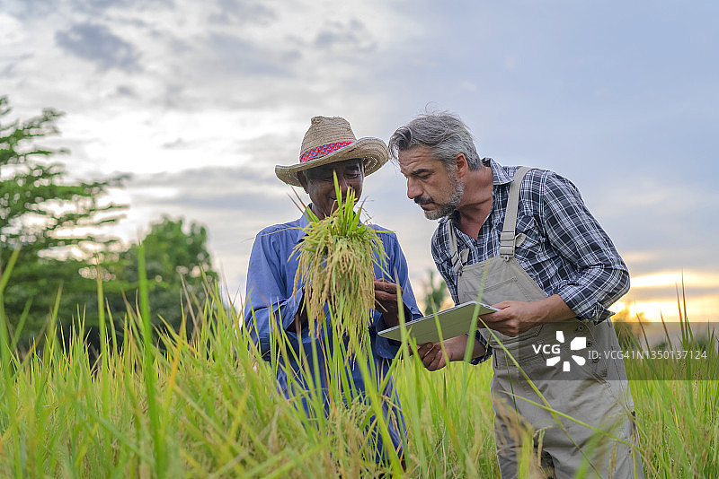 两名农民在农田里用平板电脑检查水稻图片素材