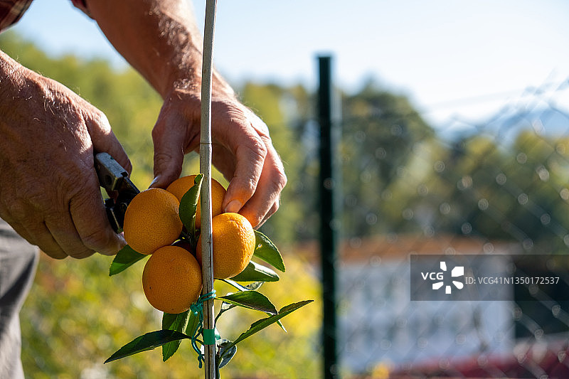 柑橘园里的农民特写镜头图片素材