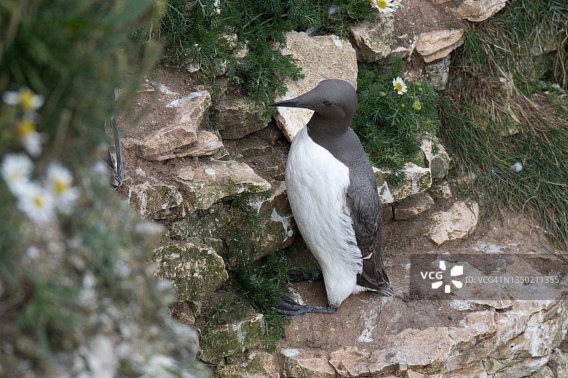 海鸠（Uria aalge）图片素材