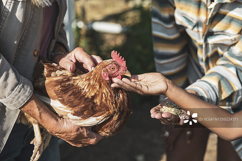 阳光明媚的日子里，男孩和母亲、祖母一起喂鸡的局部照片图片素材