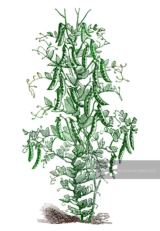 青豆复古雕刻插图图片素材