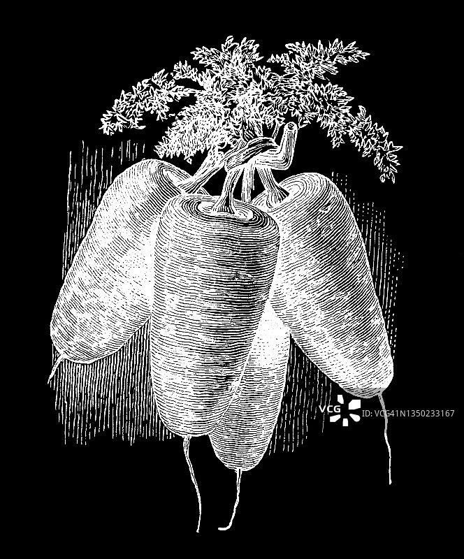胡萝卜（香antenay胡萝卜）蔬菜植物的古老雕刻插图图片素材