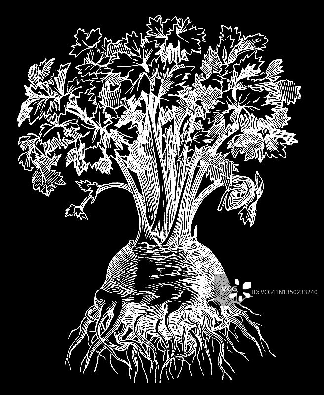 老式雕刻植物插图：芹菜根，蔬菜植物图片素材