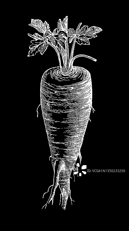老式雕刻植物插图：芹菜根，蔬菜植物图片素材