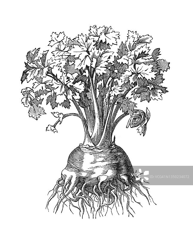 老式雕刻植物插图：芹菜根，蔬菜植物图片素材