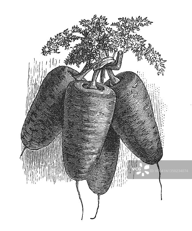 胡萝卜（香antenay胡萝卜）蔬菜植物的古老雕刻插图图片素材