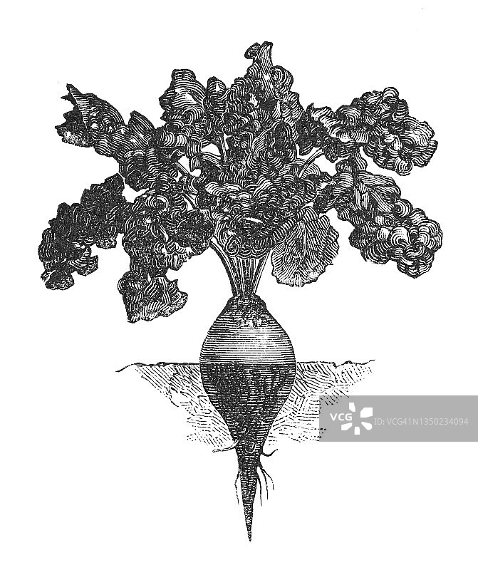 甜菜根蔬菜植物古老雕刻插图图片素材