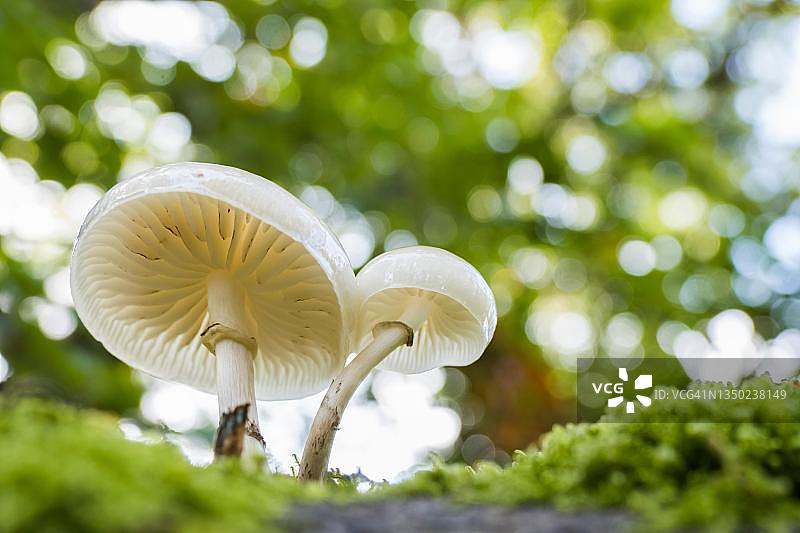 德国黑森州，瓷菌图片素材