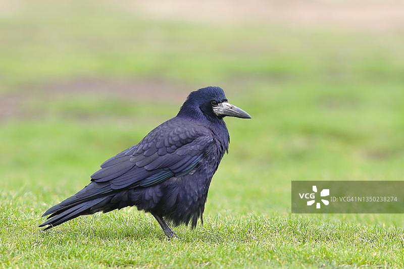 秃鼻乌鸦（成年）站立在草地上，德国费马恩岛，波罗的海图片素材