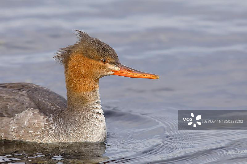 德国石勒苏益格-荷尔斯泰因州费马恩岛上的红胸秋沙鸭图片素材