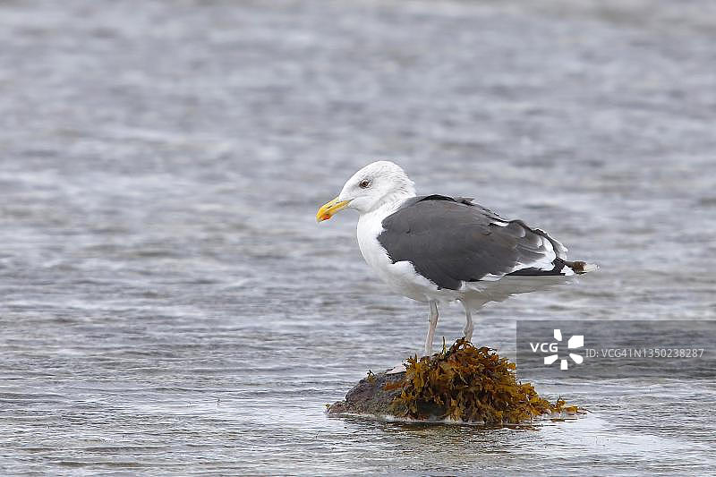 德国费马恩岛岩石上的海鸥图片素材