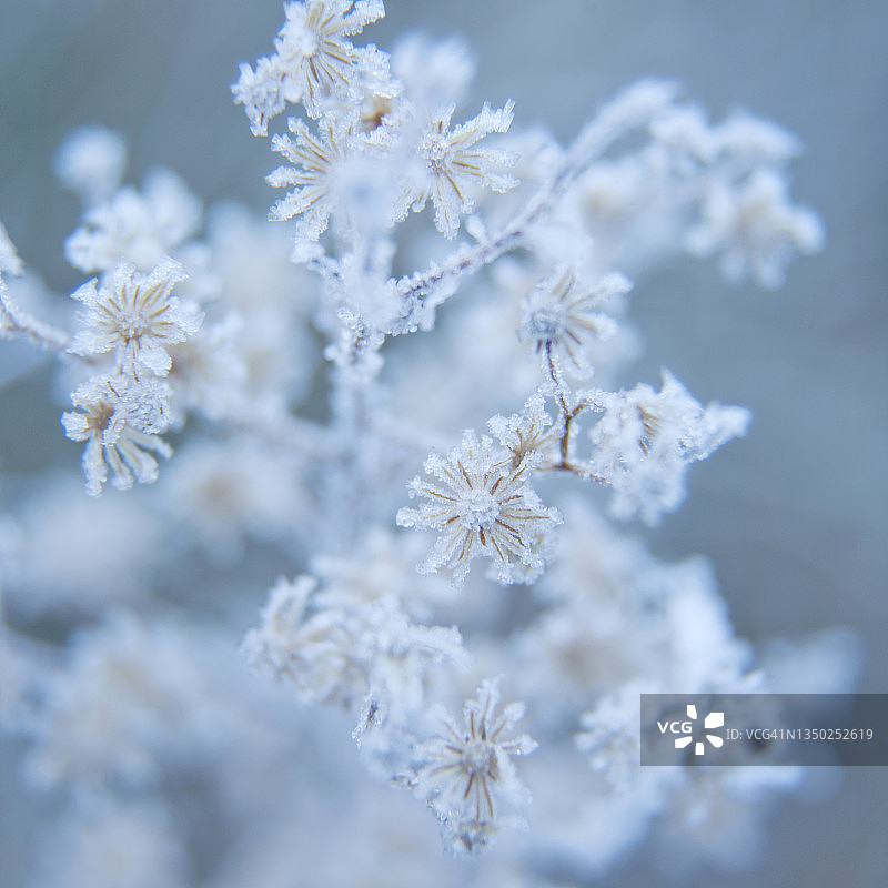俯视：冰冻植物的种子图片素材
