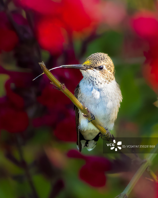 棕煌蜂鸟图片素材