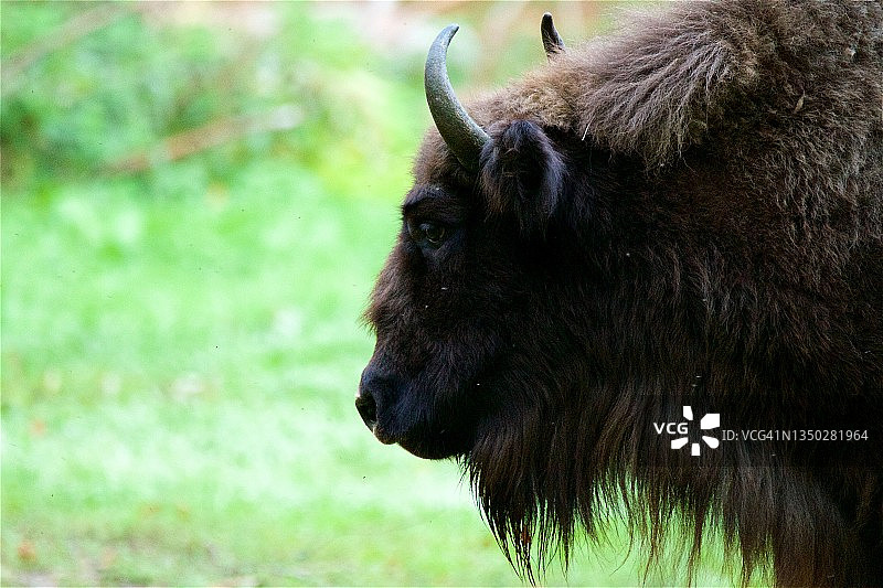 野牛轮廓（欧洲野牛）图片素材