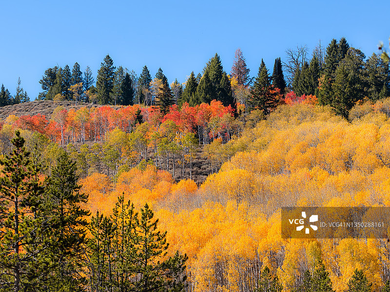 秋季的白杨树林图片素材