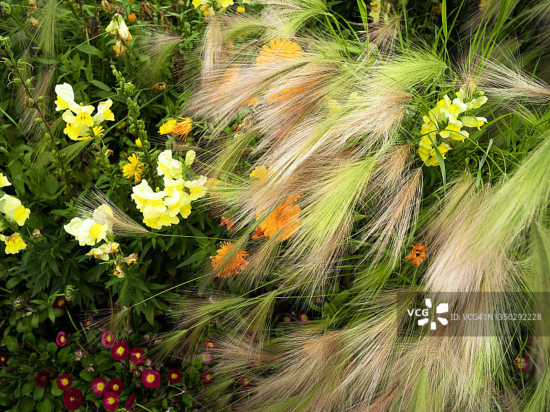 大麦草植物俯视图图片素材