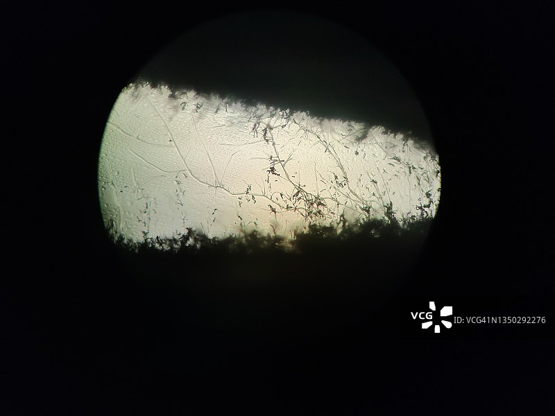 烟曲霉显微镜视图图片素材