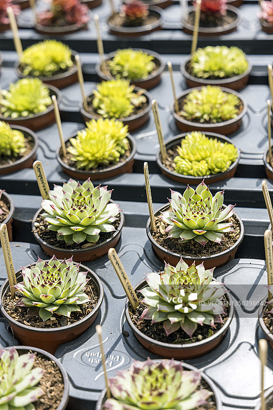 英国康沃尔郡的钝药景天室内植物图片素材