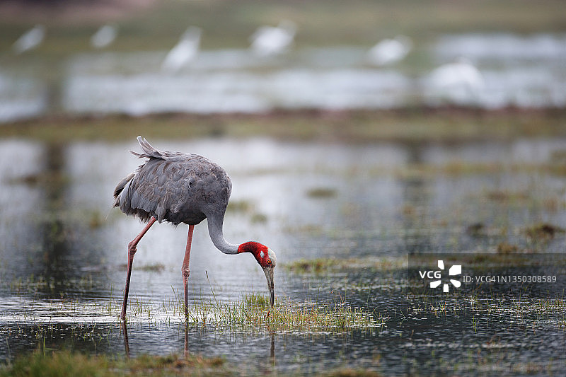 鹤：成年澳洲鹤图片素材