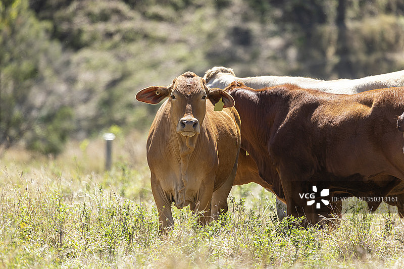 在长满草的田野里看着镜头的肉牛图片素材