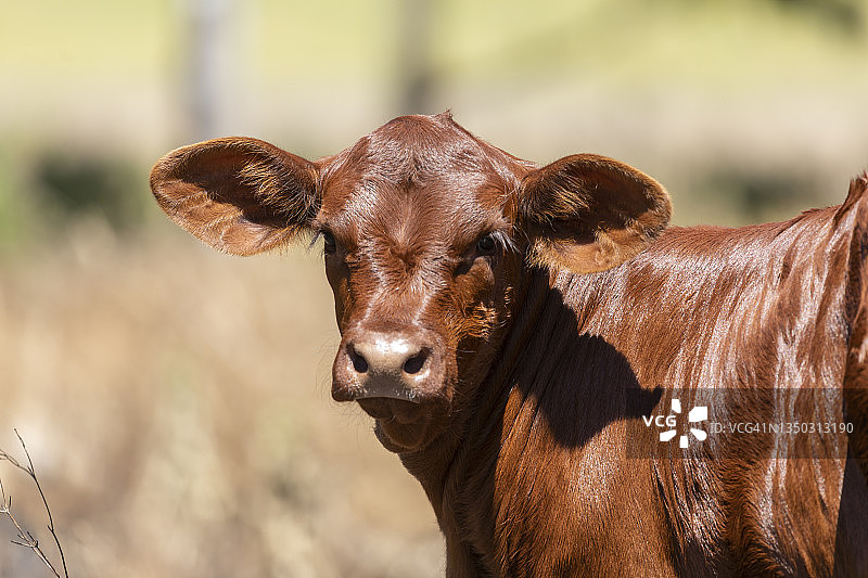 草地上看着镜头的牛犊图片素材