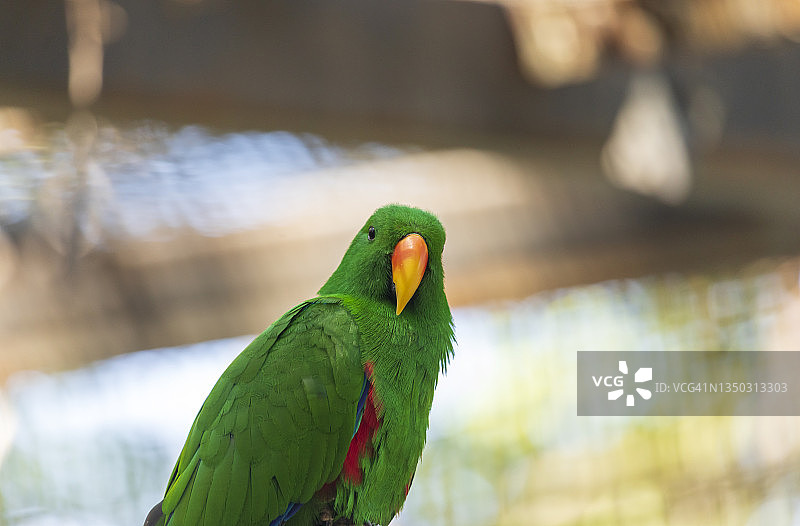 绿色的折衷鹦鹉，橙色的喙看着镜头图片素材