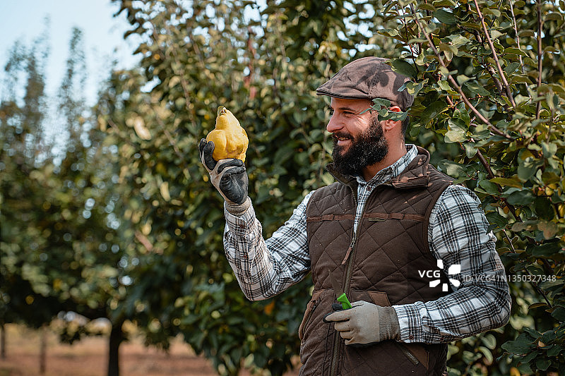 年轻男人在果园工作图片素材