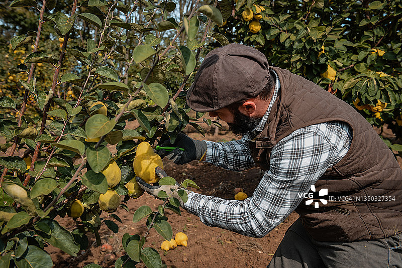 年轻男人在果园工作图片素材
