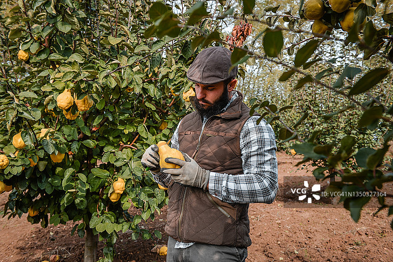 年轻男人在果园工作图片素材