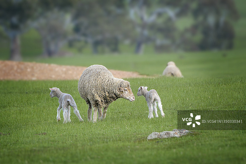 新生小绵羊图片素材