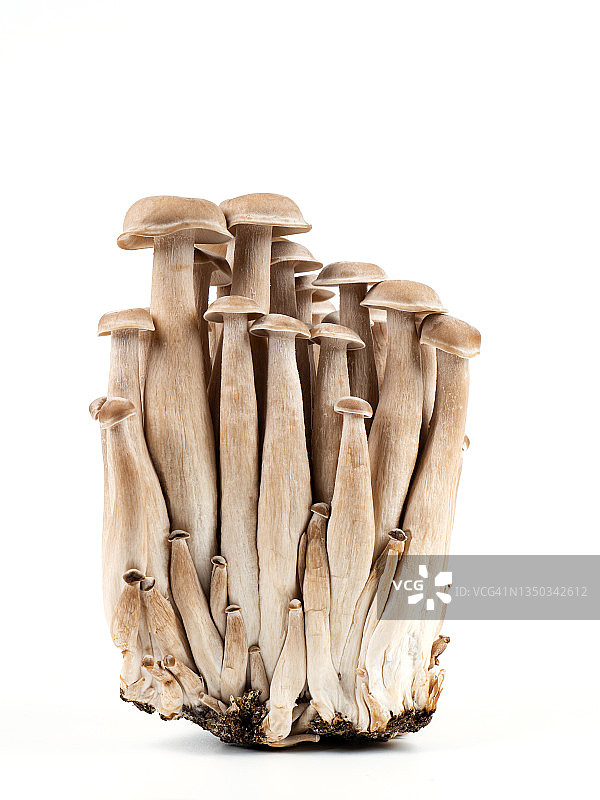 白色背景上的蘑菇图片素材