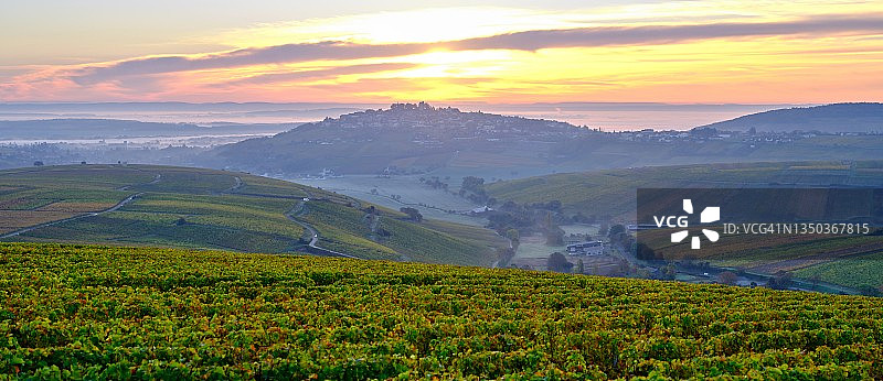 葡萄园中的壮丽日出图片素材