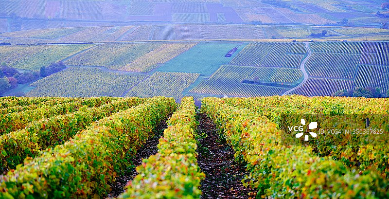 秋季葡萄藤图片素材