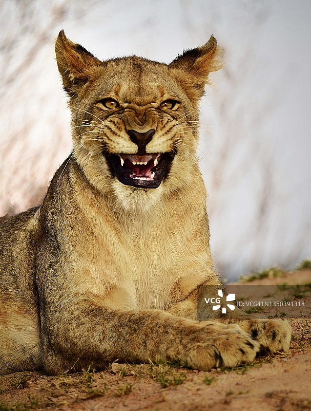南非的野生狮子咆哮图片素材