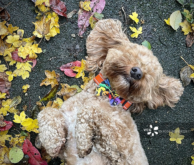 秋叶中的小狗（特写）图片素材